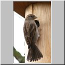 Passer domesticus - Haussperling 01.jpg